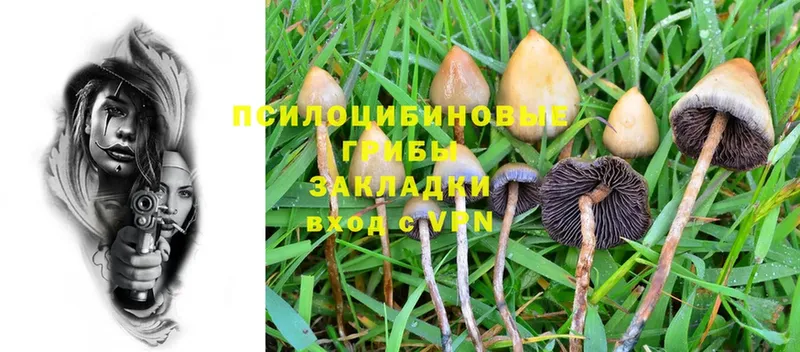 Галлюциногенные грибы Psilocybe  Обь 